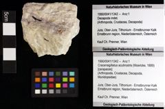 Foto (Objket + Etiketten) von Cracensigillatus acutirostris (Moericke, 1889) 